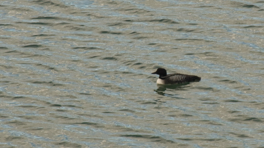 Common Loon