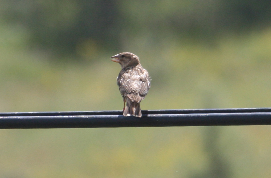 Rock Sparrow