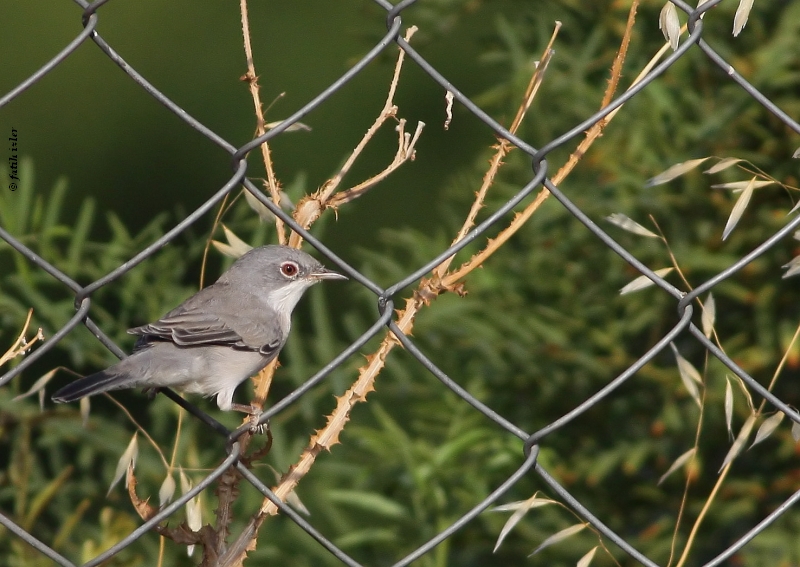 Rüppell`s Warbler