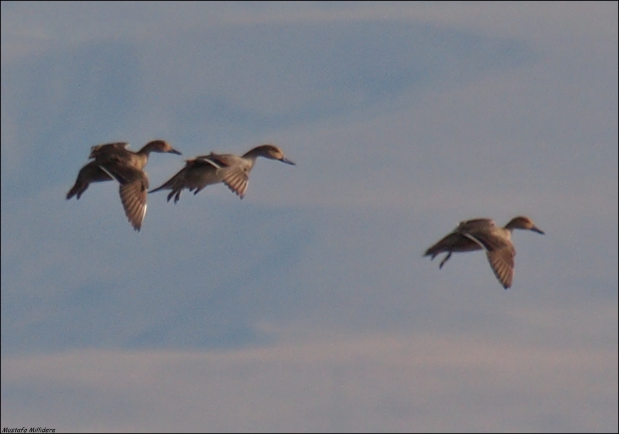 Northern Pintail