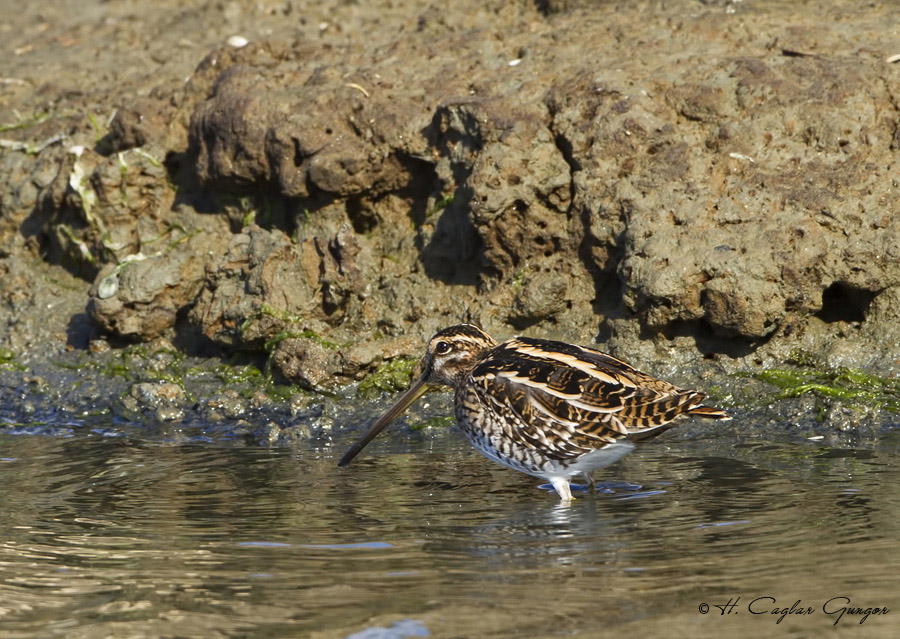 Common Snipe