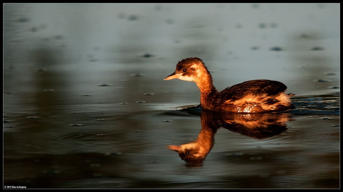 Little Grebe