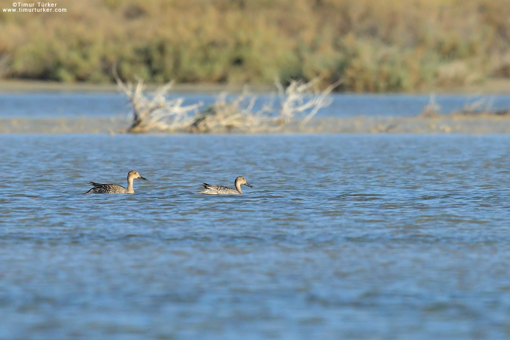 Northern Pintail