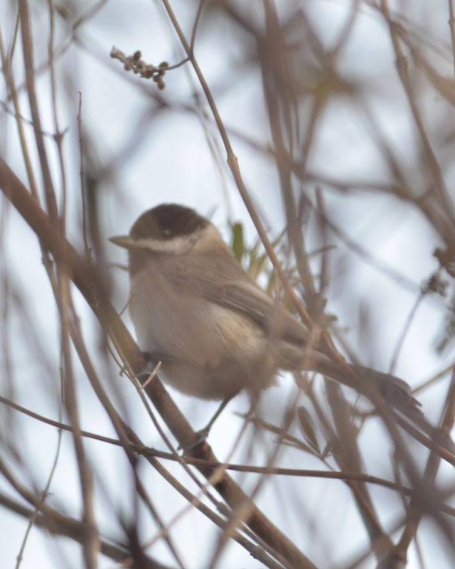 Sombre Tit