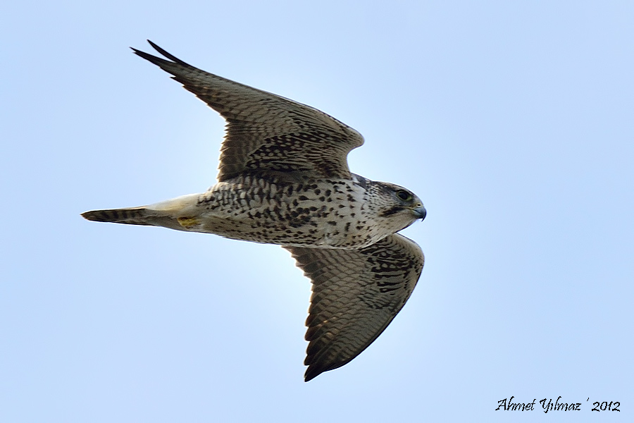 Lanner Falcon