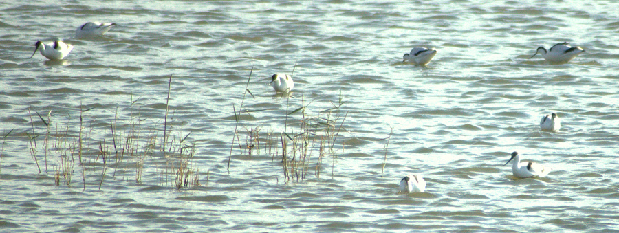 Pied Avocet