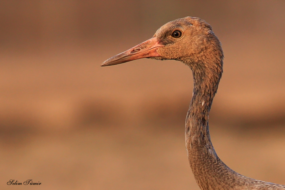 Common Crane