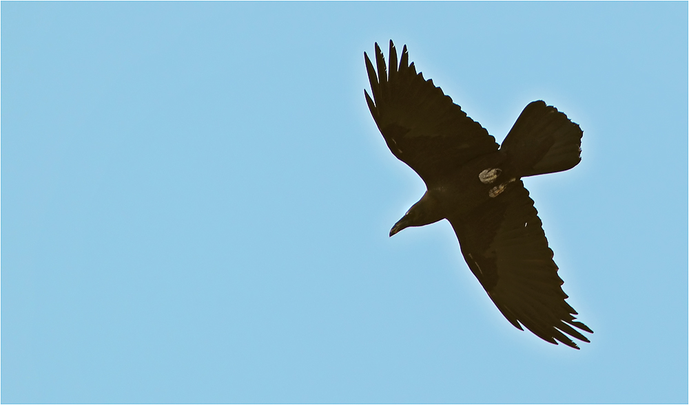 Brown-necked Raven