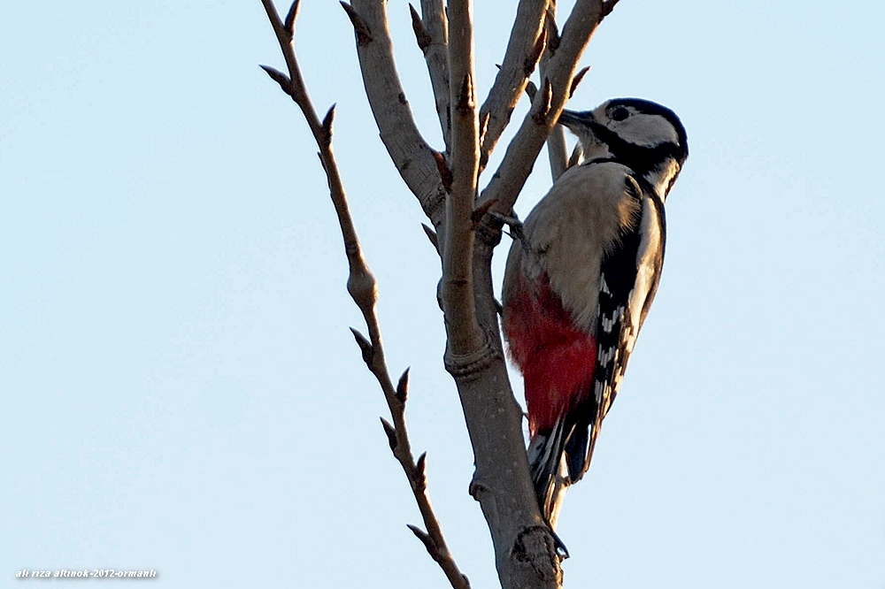 Great Spotted Woodpecker