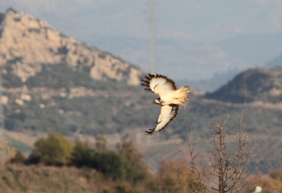 Common Buzzard