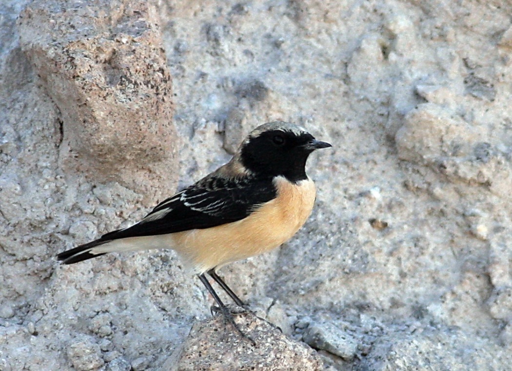 Black-eared Wheatear