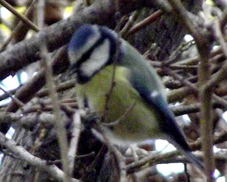 Eurasian Blue Tit