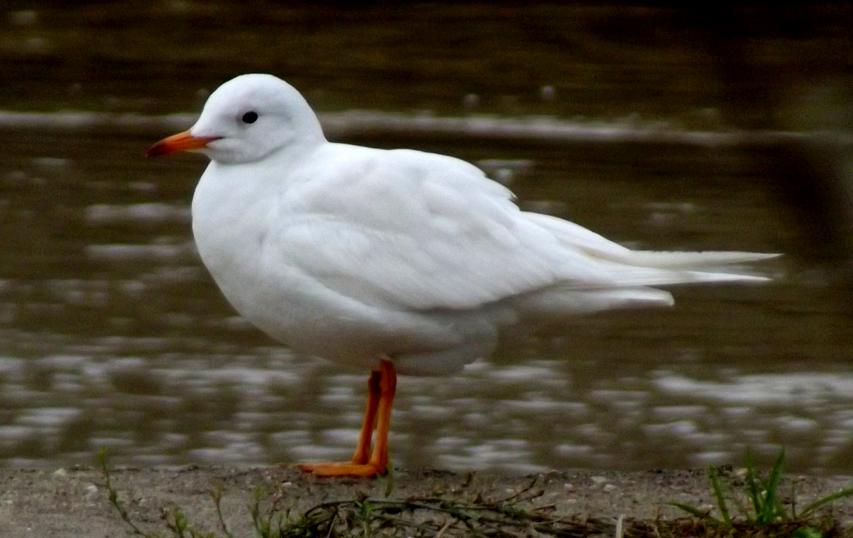 Black-headed Gull