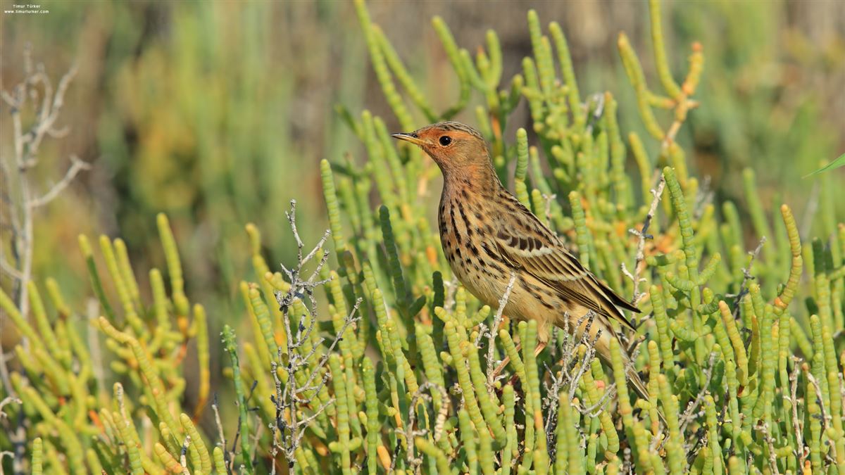 Red-throated Pipit