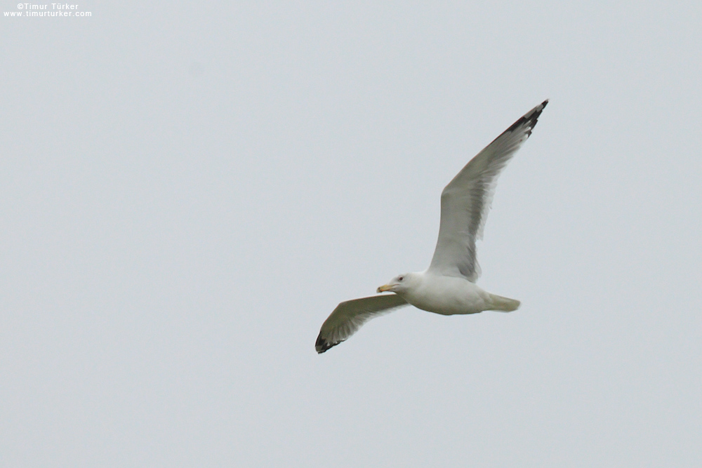 Caspian Gull