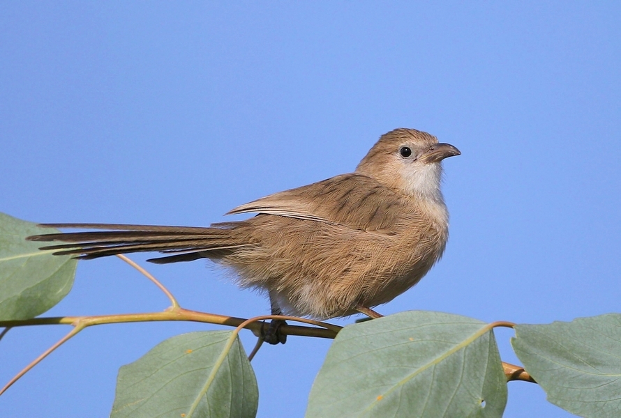 Iraq Babbler