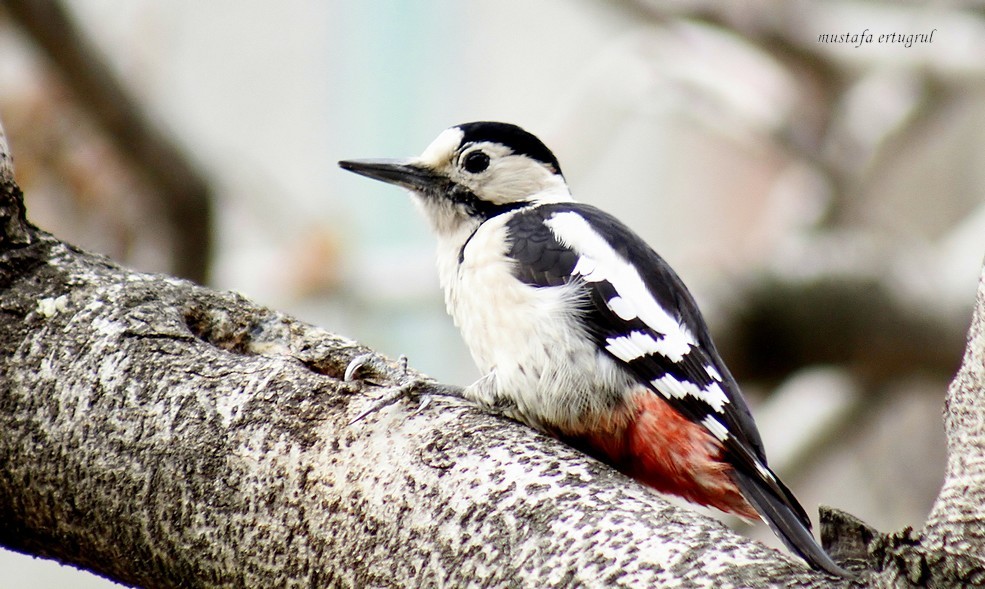 Syrian Woodpecker