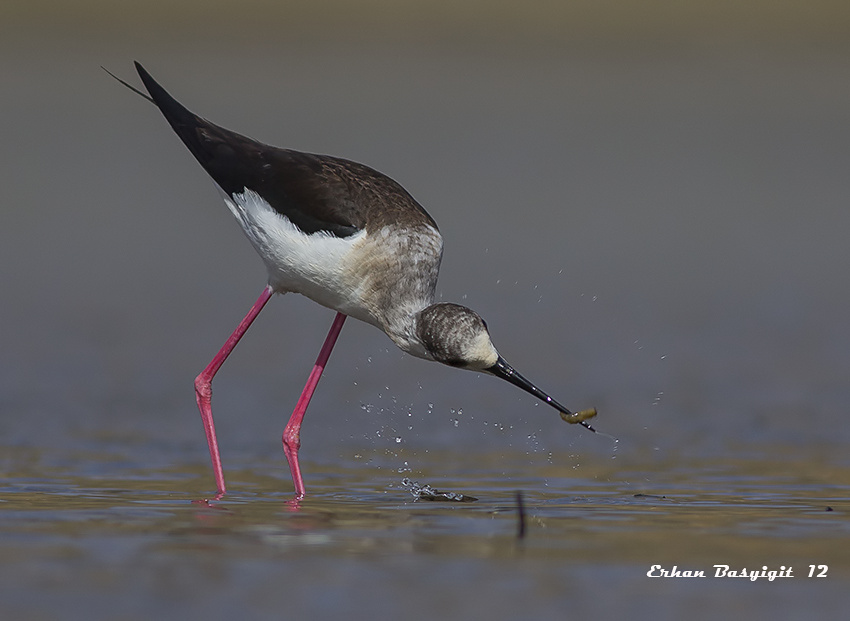 Black-winged Stilt