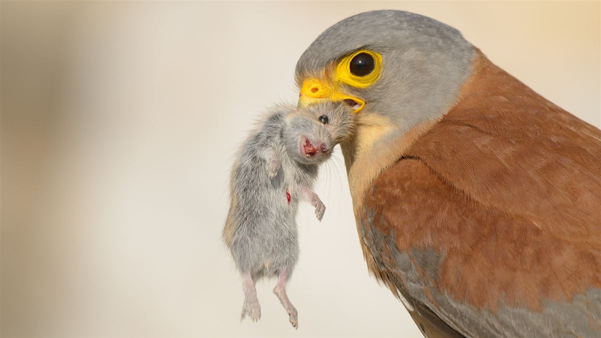 Lesser Kestrel