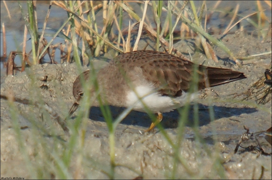 Temminck`s Stint
