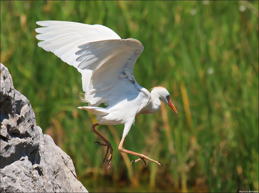 Western Cattle Egret