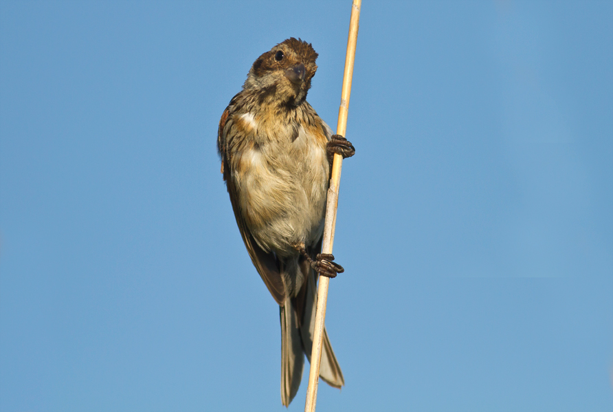 Common Reed Bunting