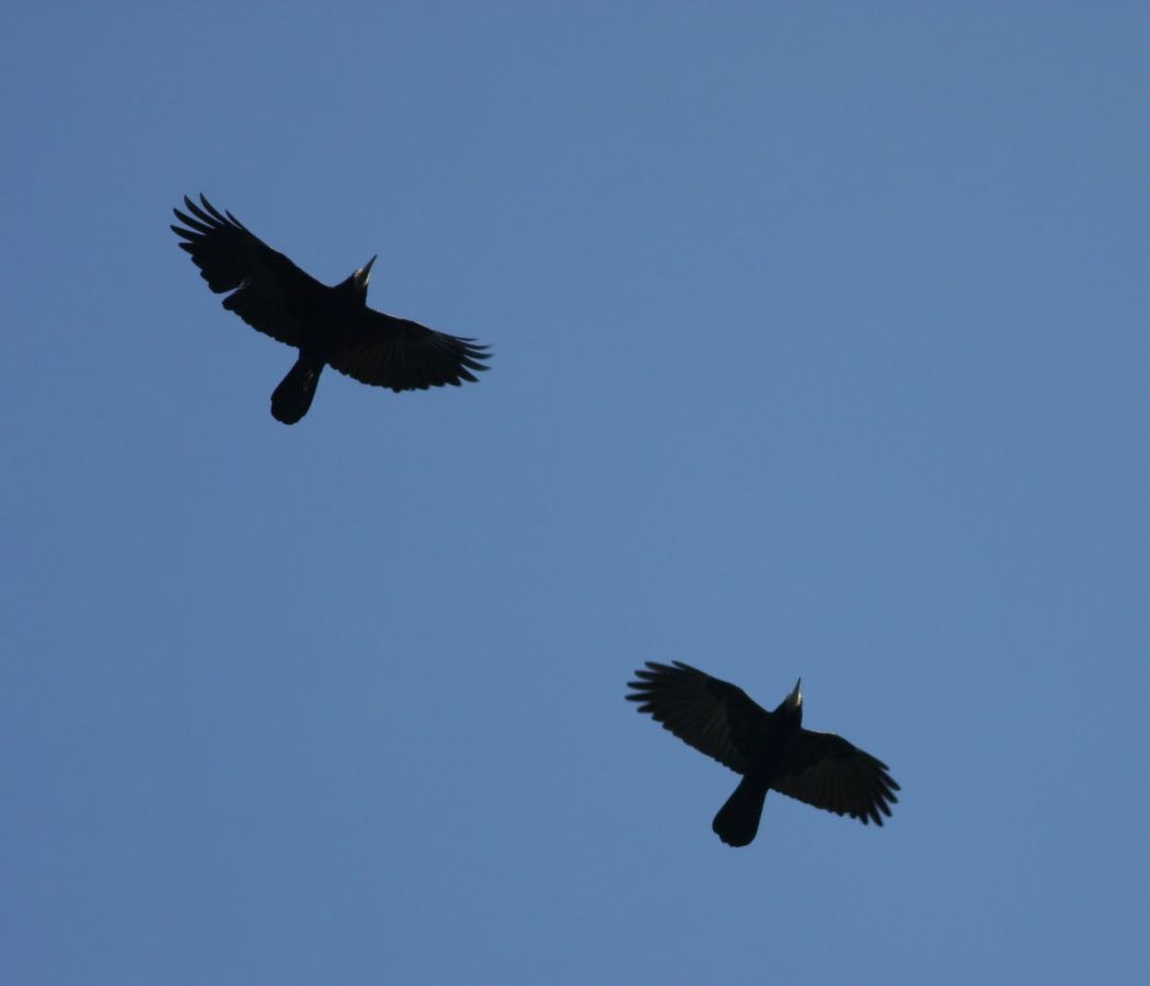 Rook