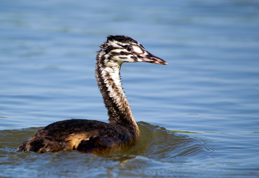 Great Crested Grebe