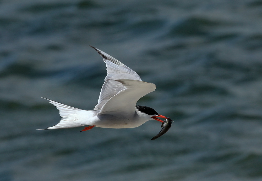 Common Tern