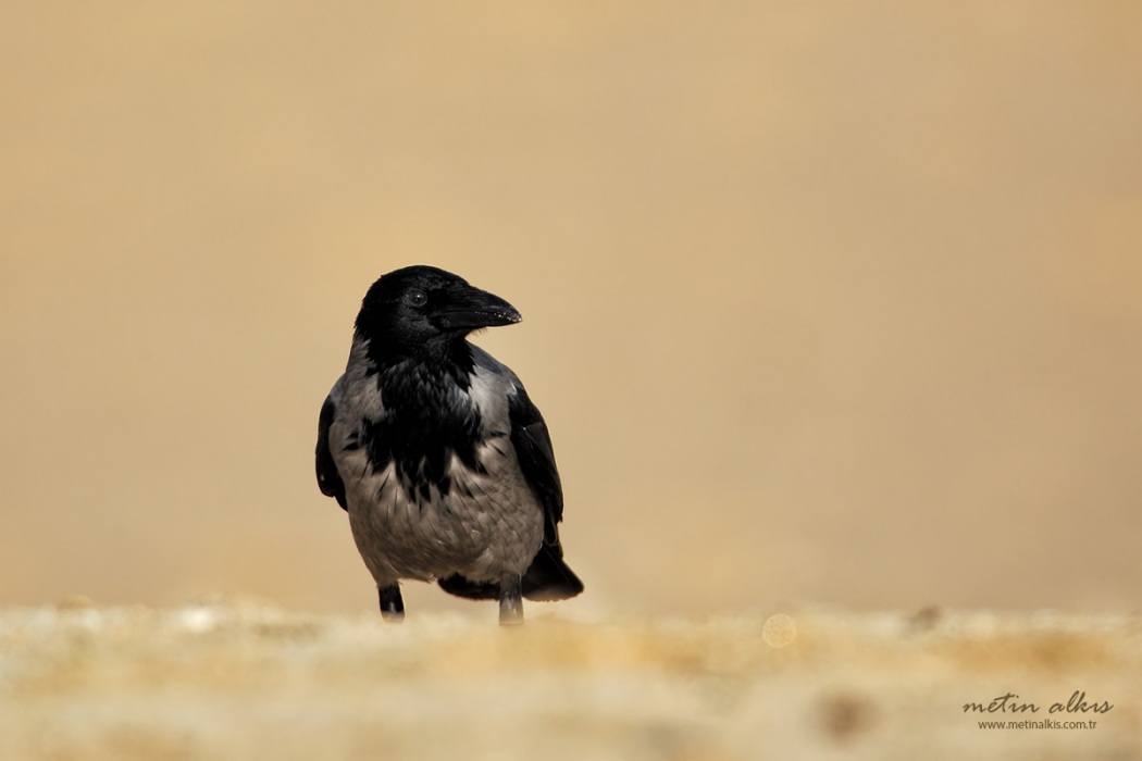 Hooded Crow