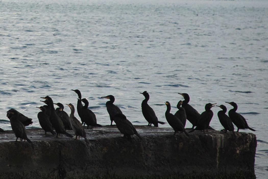 European Shag