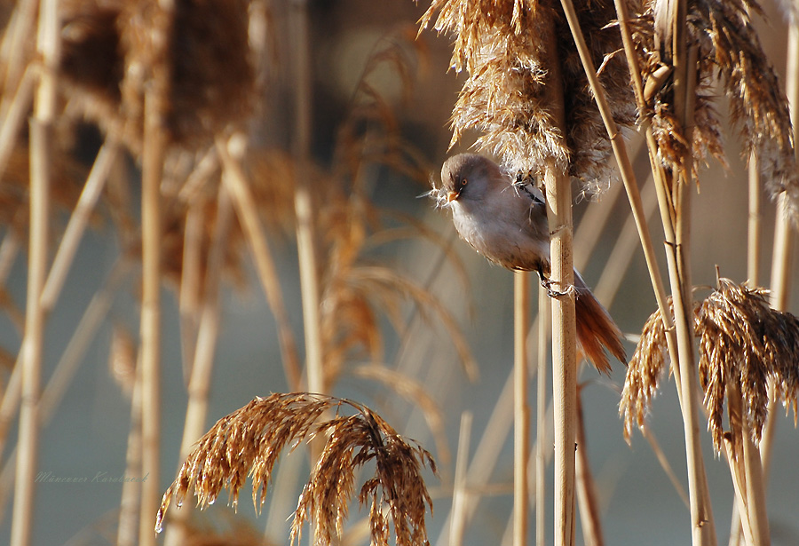 Bearded Reedling