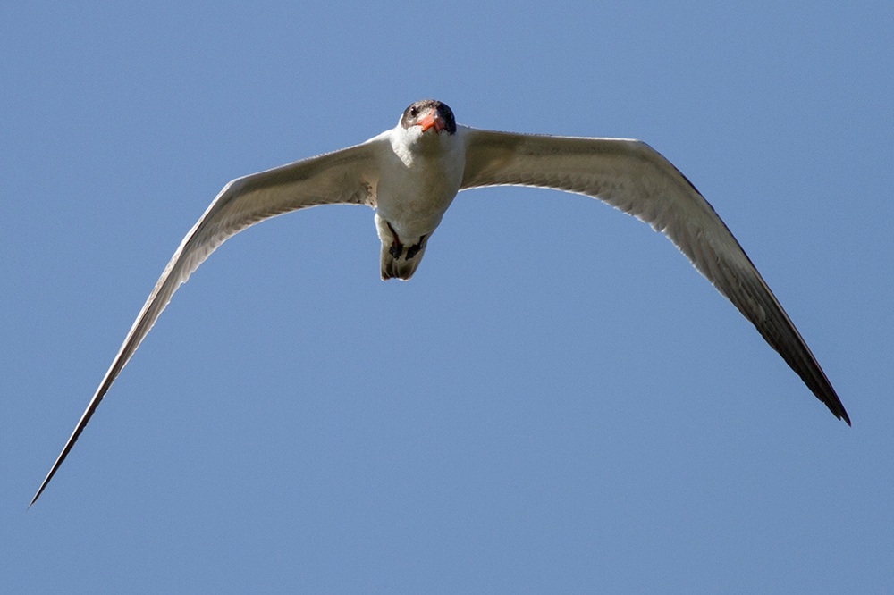Caspian Tern