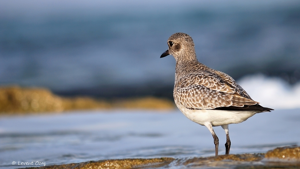 Grey Plover