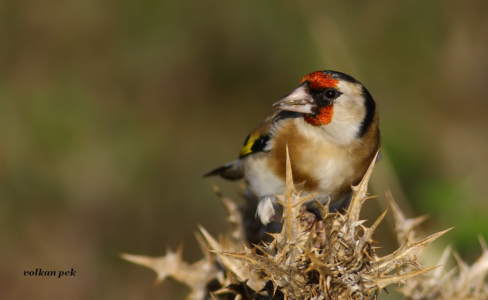 European Goldfinch