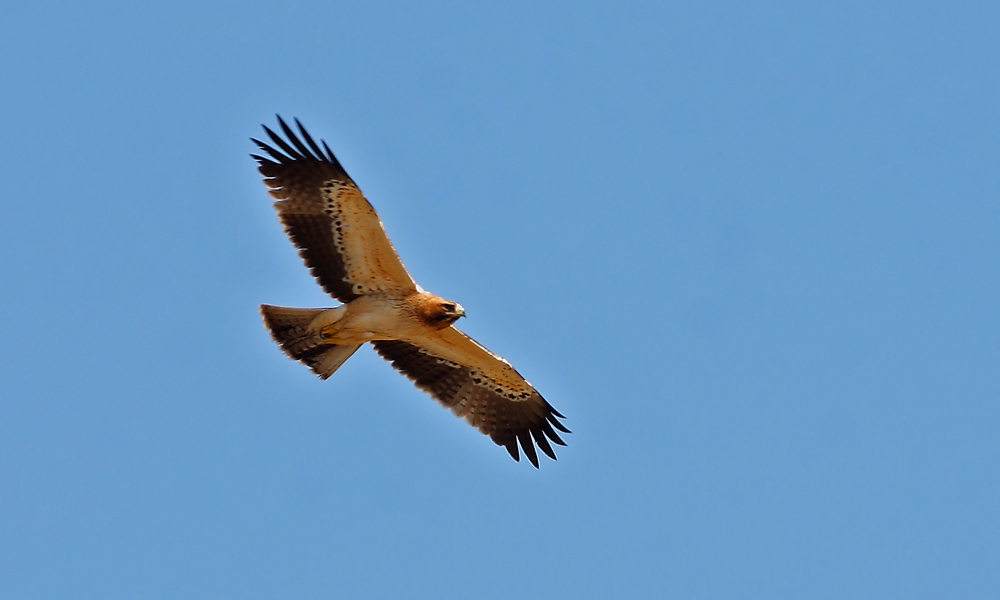 Booted Eagle