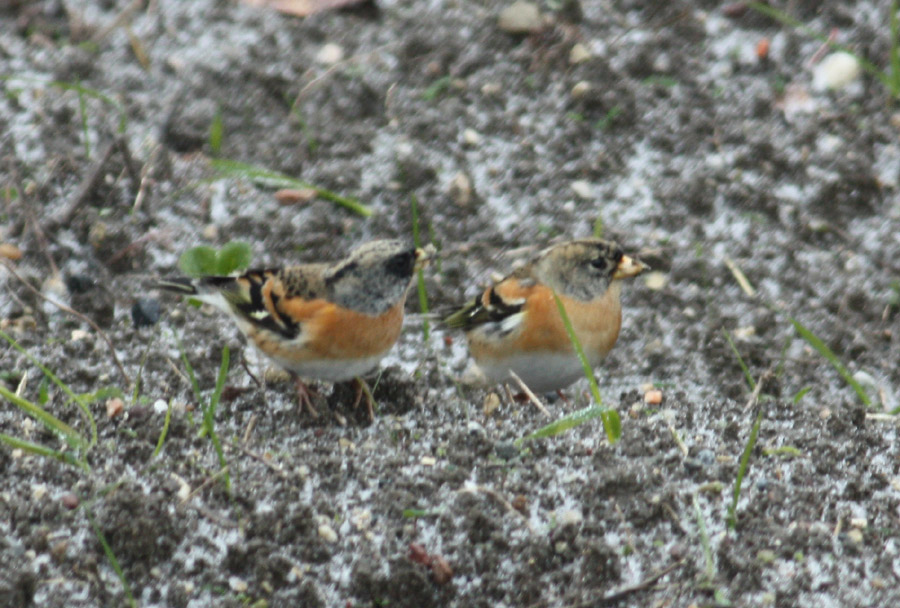 Brambling
