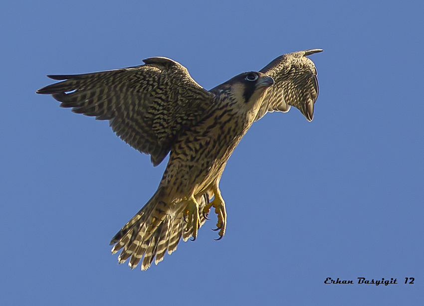 Peregrine Falcon