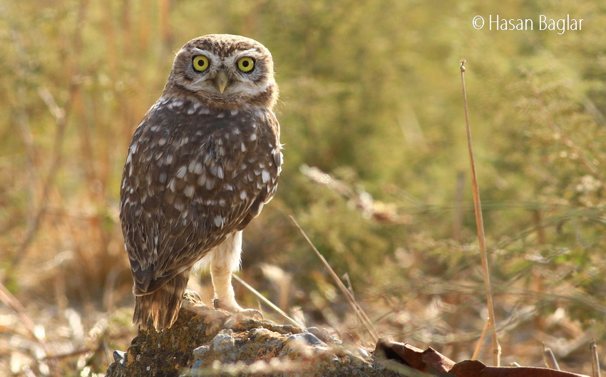 Little Owl