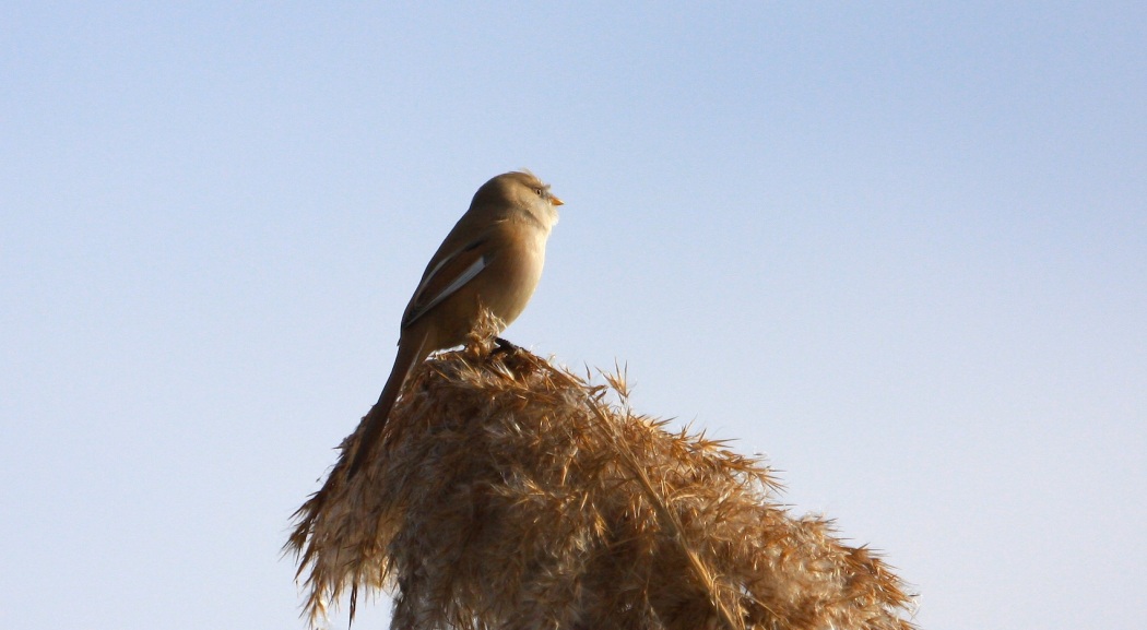 Bearded Reedling