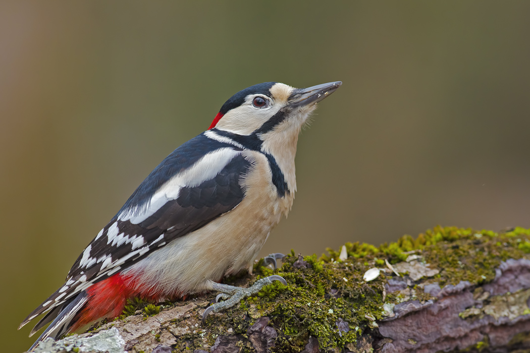 Great Spotted Woodpecker