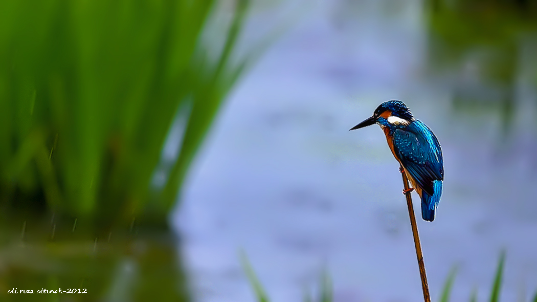 Common Kingfisher