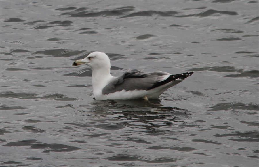 Yellow-legged Gull