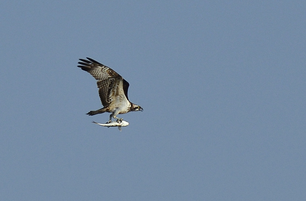 Osprey