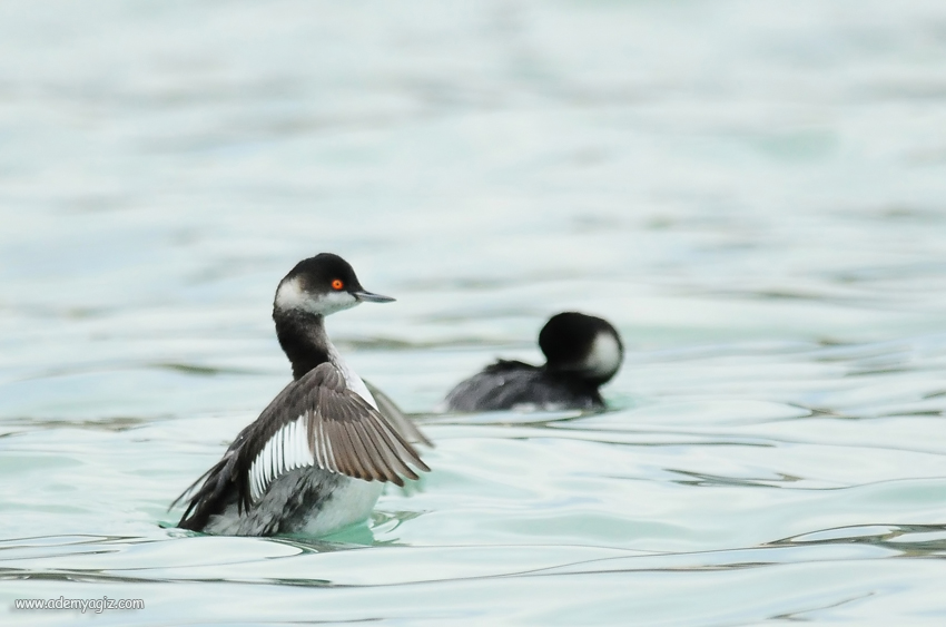 Black-necked Grebe