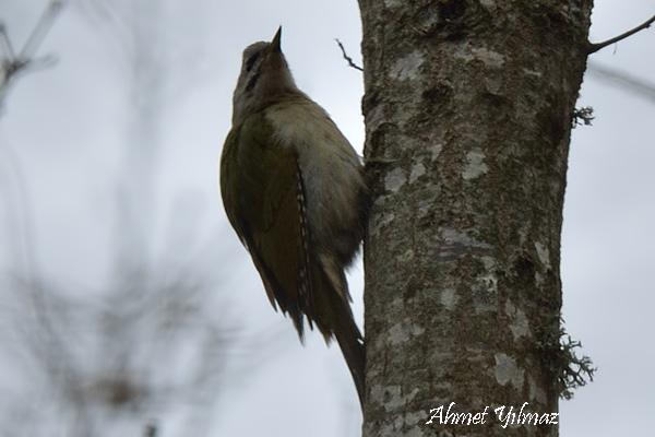 Grey-headed Woodpecker
