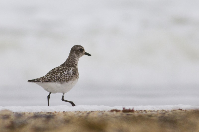 Grey Plover