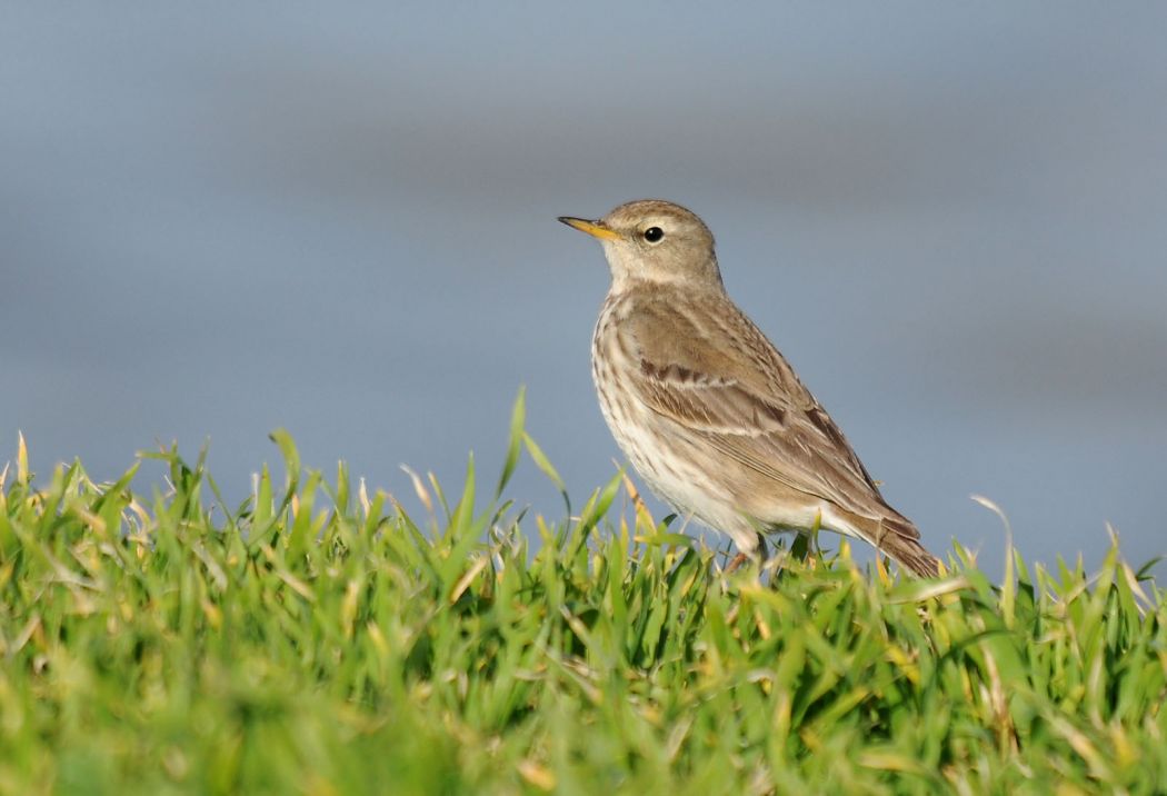 Water Pipit