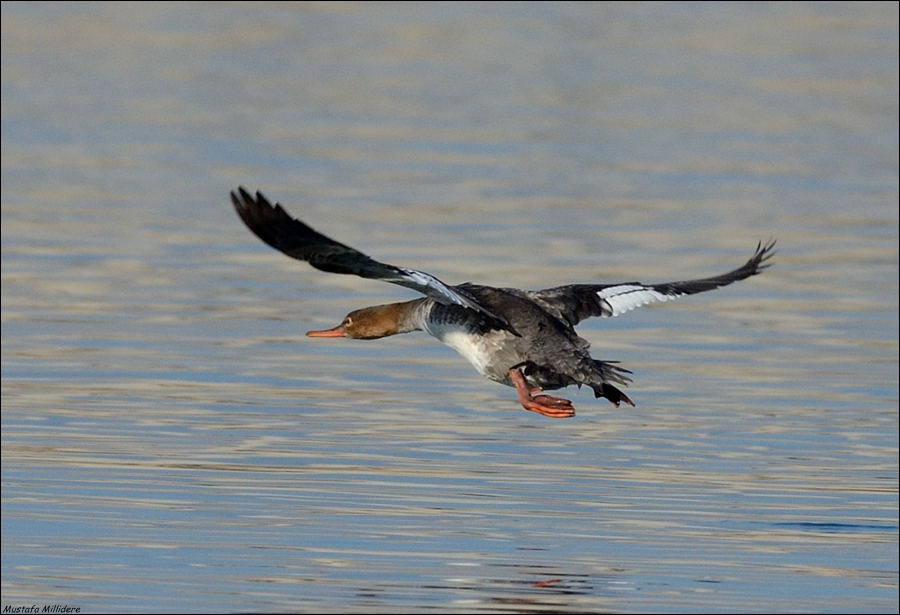 Red-breasted Merganser
