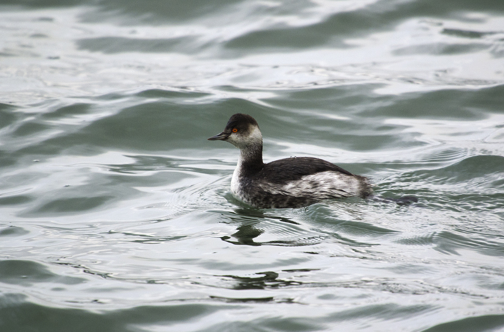 Black-necked Grebe